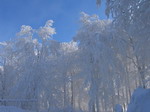 Stromy z ledu
